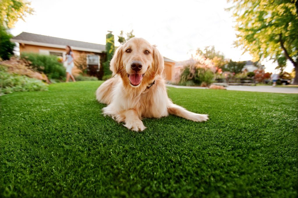 thumbnail image 2 of 3' X 5' Premium Rye Synthetic Turf – Artificial Lawn Grass For Outdoor & Pets 2 of 4
