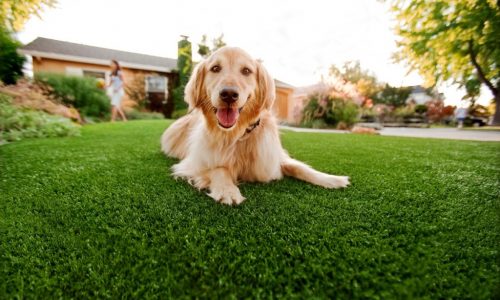 Synthetic Grass For Dogs San Diego, Artificial Lawn Dog Run Installation