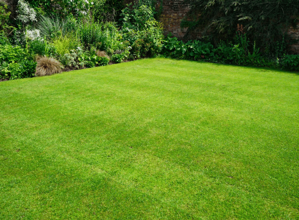 3 Ways To Solve Exasperating Lawn Issues for Good In San Diego