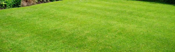 ▷3 Ways To Solve Exasperating Lawn Issues For Good In San Diego