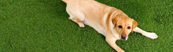 ▷Synthetic Turf For Pets San Diego