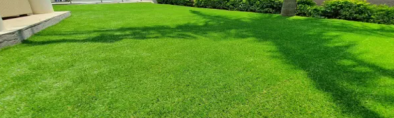 ▷Secrets About Maintaining the Perfect Lawn In San Diego