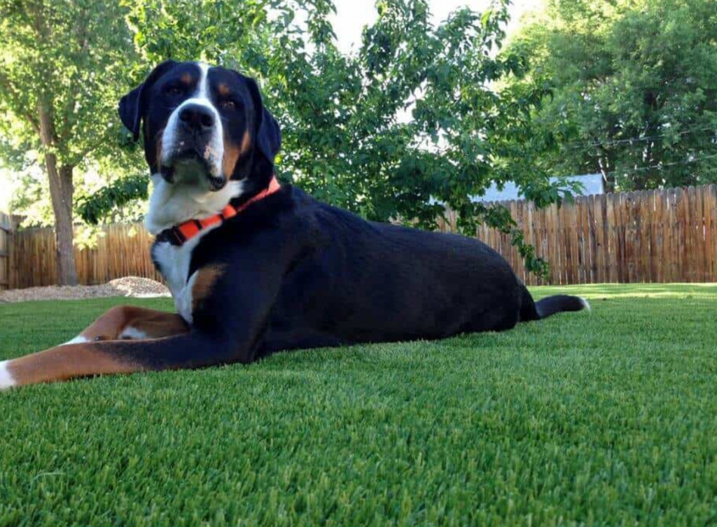 Simplify Outdoor Play Times With Your Dog With Artificial Grass for Pets in San Diego