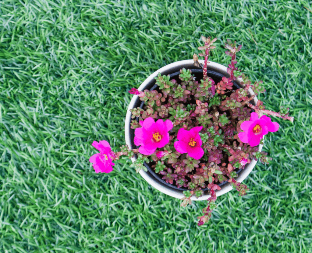 Integrate Flowers With The Best Artificial Grass In San Diego