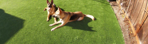 ▷How Do You Install Artificial Turf For A Dog Run In San Diego?