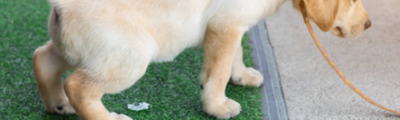 ▷Turf For Dogs: Top 4 FAQs For Pet Owners In San Diego