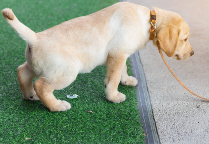 Turf For Dogs: Top 4 FAQs For Pet Owners In San Diego