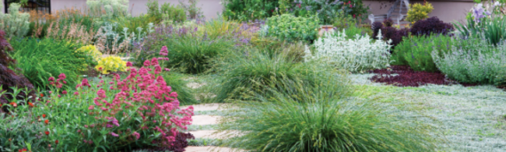 ▷Drought-Tolerant Landscaping: An Environmental Solution In San Diego