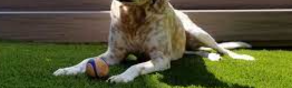 ▷What Makes Pet-Friendly Artificial Grass Safe And Beneficial In San Diego?