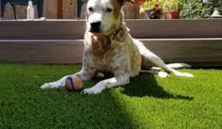 What Makes Pet-Friendly Artificial Grass Safe And Beneficial In San Diego?