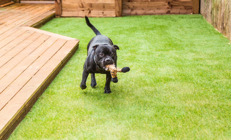 Outdoor Turf For Dogs: Top 5 FAQs For Pet Owners In San Diego