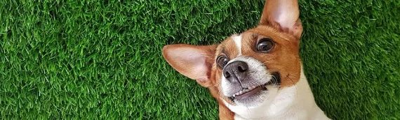 ▷3 Life-Changing Benefits Of Artificial Grass For Pet Owners In San Diego