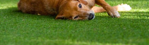 ▷How Artificial Outdoor Turf Is Beneficial For Dogs In San Diego?