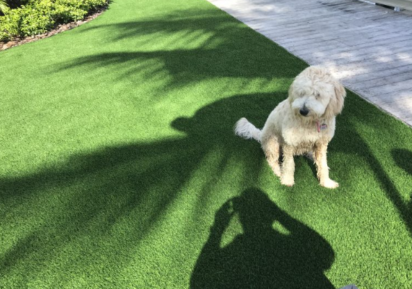 3 Reasons Why Artificial Turf Is Better For Your Pets Than Natural Grass In San Diego