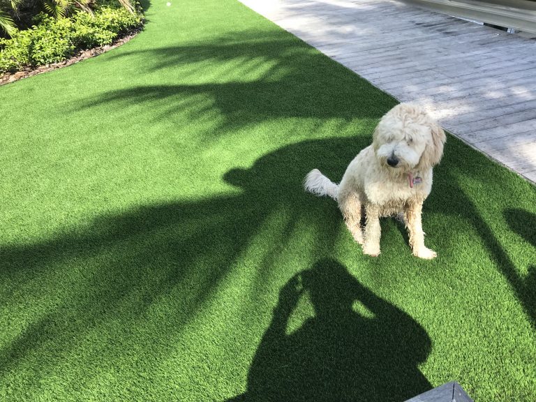 4 Reasons That Artificial Grass Is The Perfect Choice For Pet Owners In San Diego