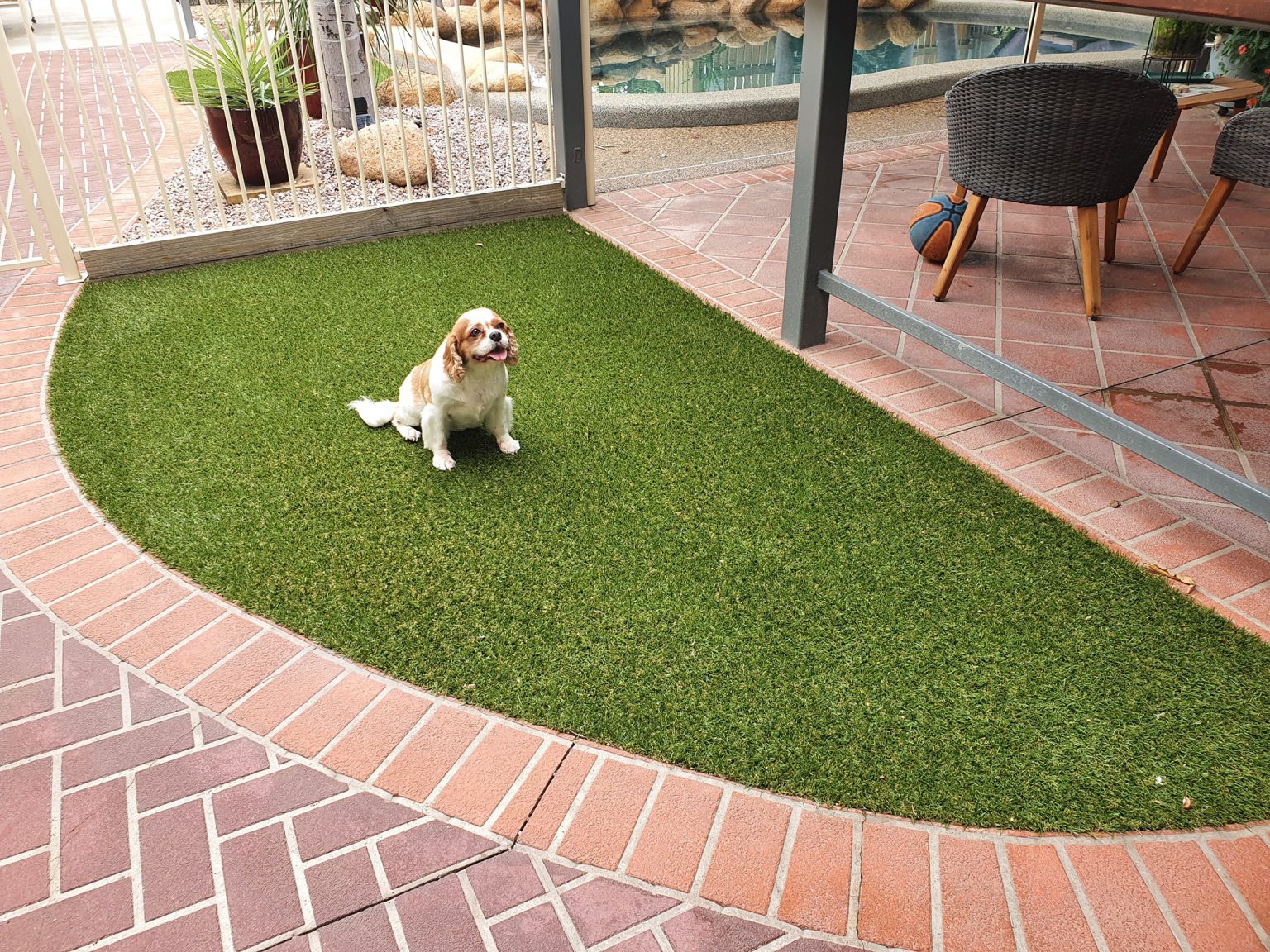 5 Reasons That Artificial Grass Is Non-Toxic For Pets In San Diego